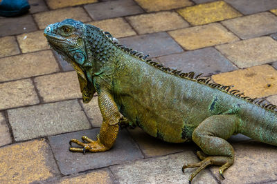 High angle view of lizard on footpath