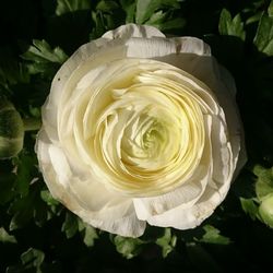 Close-up of white rose