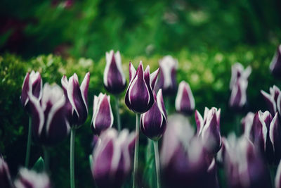 Close-up of purple tulips