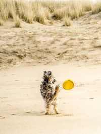 Rear view of dog playing with plastic disc at beach