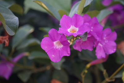 Close-up of pink flowering plant