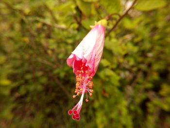 Close-up of butterfly on pink flower blooming outdoors