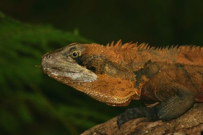 Close-up of a water dragon