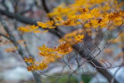 Close-up of flowers on tree