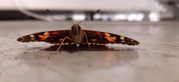 Butterfly on leaf