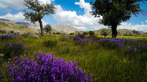 Purple flowering plants on field against sky