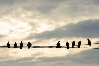 Low angle view of silhouette pigeons perching on cable against sky