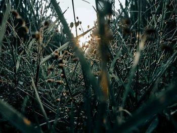 Close-up of plants growing on land