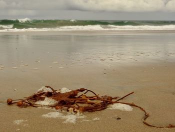 Driftwood on beach