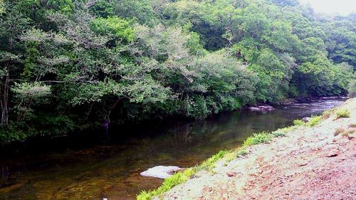 Scenic view of river with trees in background