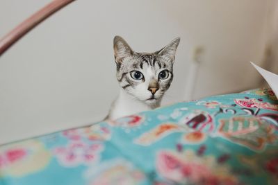 Close-up portrait of a cat