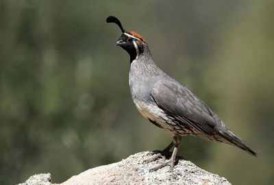 Close-up of bird perching on rock