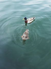 High angle view of bird swimming in lake