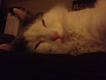 Close-up of cat sleeping on bed at home