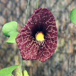 Close-up of flower blooming outdoors