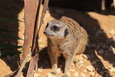 Close-up of a reptile in zoo