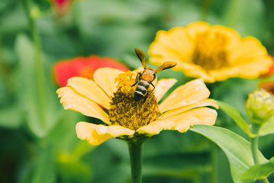 Close-up of insect on yellow flower