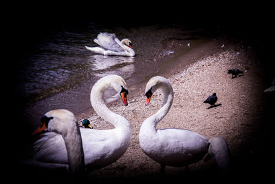 Swans swimming in lake