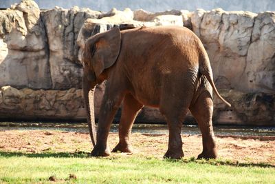 Elephant in a field