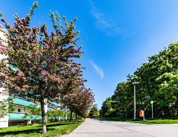 Trees by road against blue sky