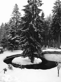 Snow covered tree by plants in park during winter