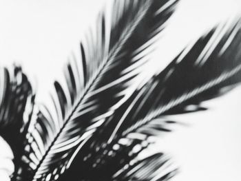 Close-up of leaves on plant