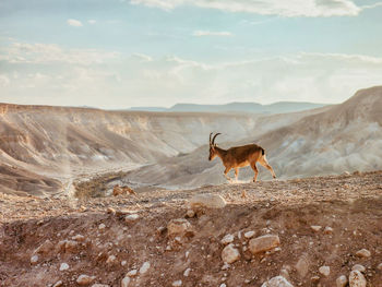 Deer standing on rock