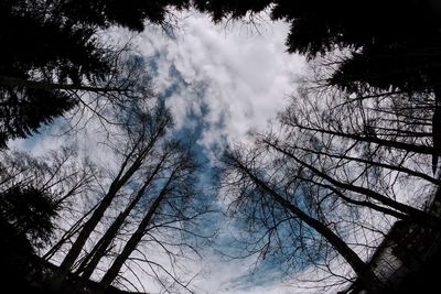 Low angle view of silhouette trees in forest against sky