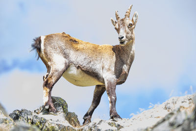 Close-up of deer standing on rock