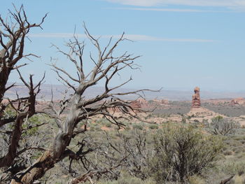 Bare tree on desert against sky