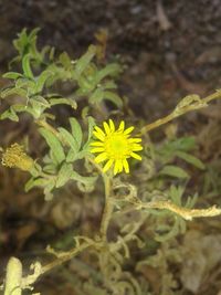 Close-up of yellow flowers blooming outdoors