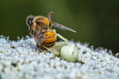 Close-up of bee pollinating on flower