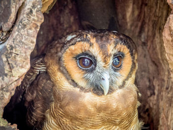 Close-up portrait of owl