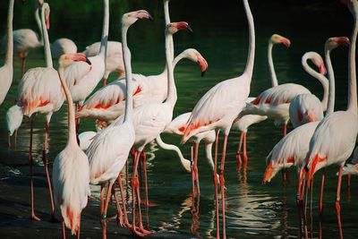 Flock of birds in lake