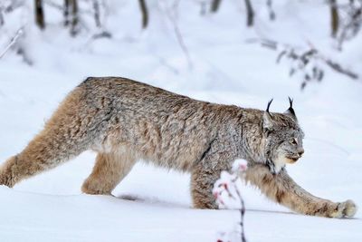 Yukon lynx 