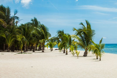 Palm trees on beach against sky