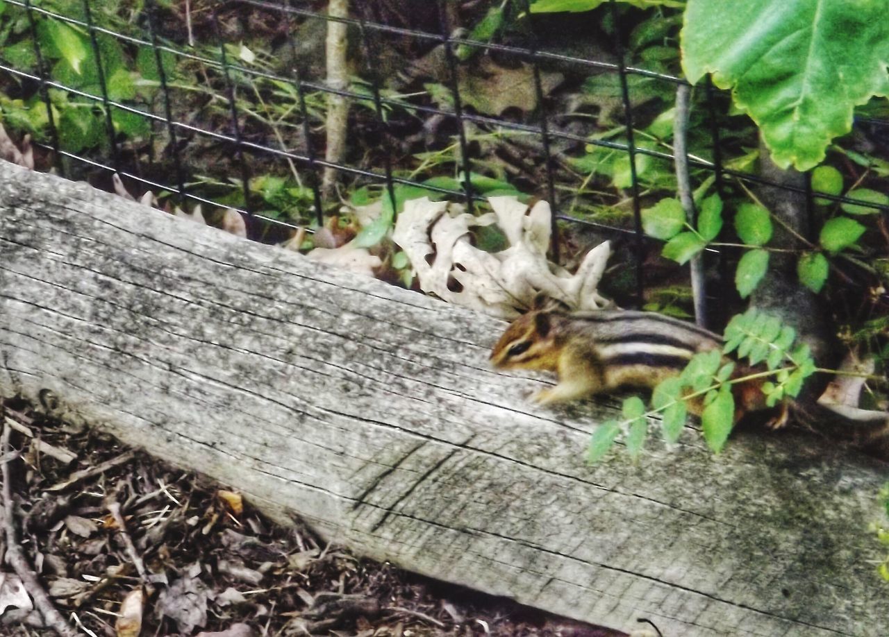 Least chipmunk