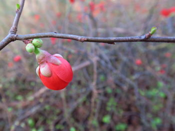 Close-up of red leaves on twig