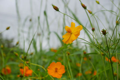 Close-up of yellow flowering plant on field