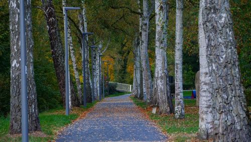 Road amidst trees in forest