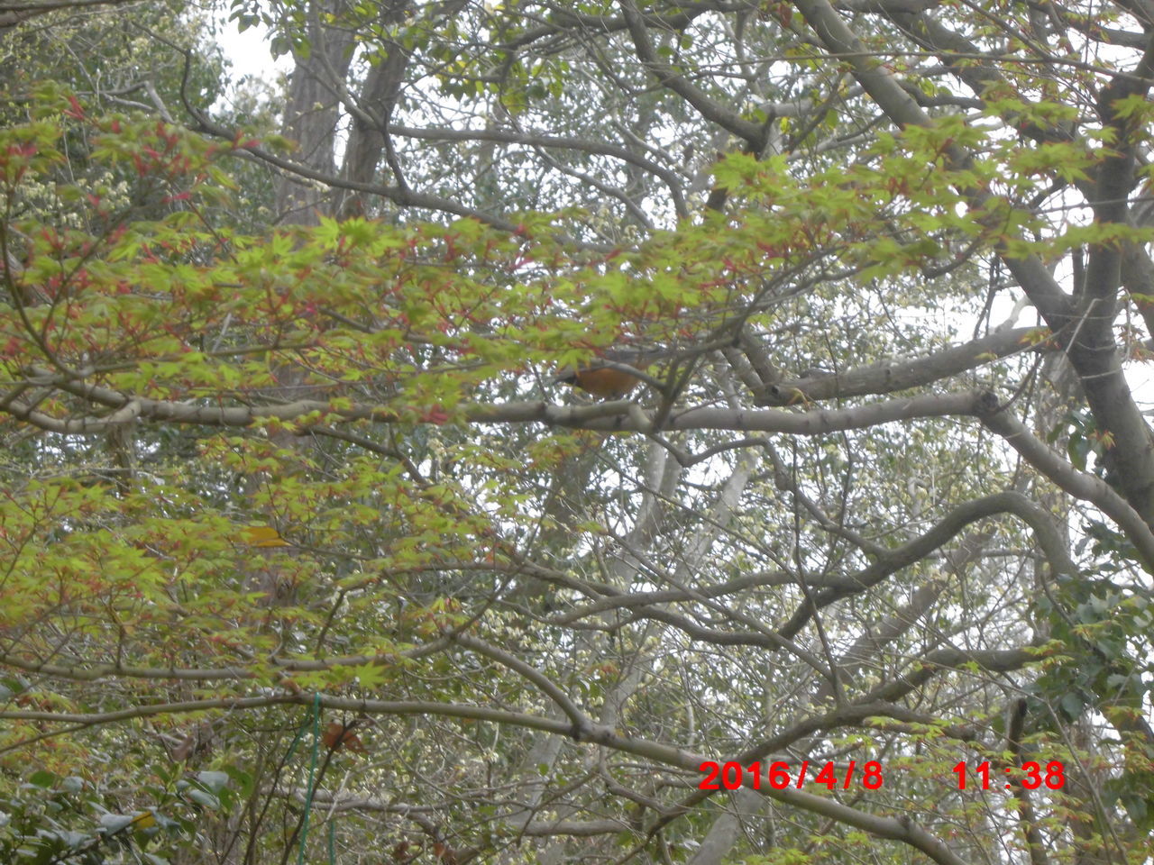 LOW ANGLE VIEW OF FLOWER TREES AGAINST THE SKY