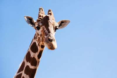 Low angle view of giraffe against clear sky