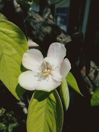 Close-up of flower blooming outdoors