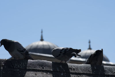 Low angle view of pigeons perching on roof