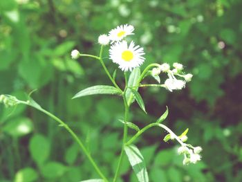 Close-up of flowers blooming outdoors