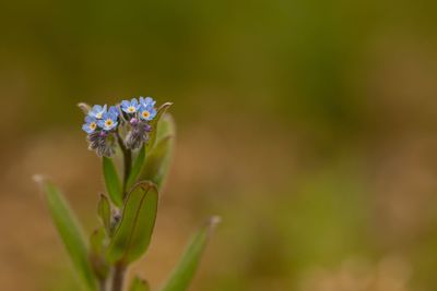 Close-up of purple flowering plant