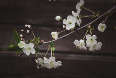 Close-up of white flowers blooming on tree