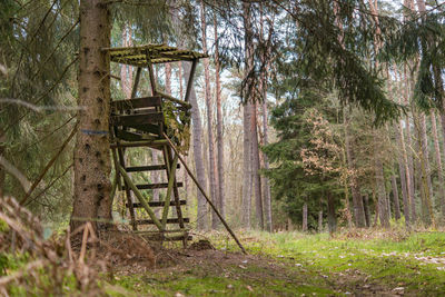 Trees in forest