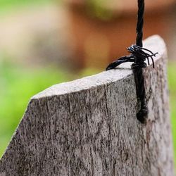 Close-up of lizard