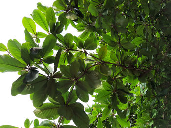 Low angle view of flowering tree against clear sky